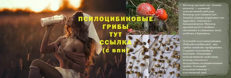 Псилоцибиновые грибы Cubensis  Полевской 